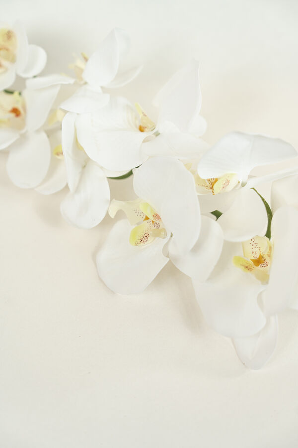 Flor Orqu&iacute;dea Phalaenopsis COLOR UNICO image number null