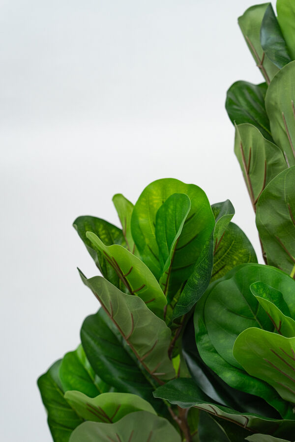 Planta Higuera 160cm COLOR UNICO image number null