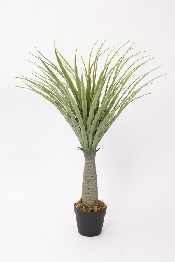 Planta Dracaena de Dragón 80cm COLOR UNICO image number null