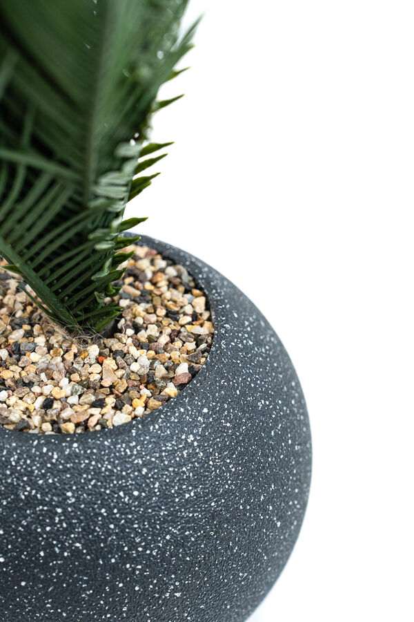 Planta Palmera 50cm NEGRO image number null
