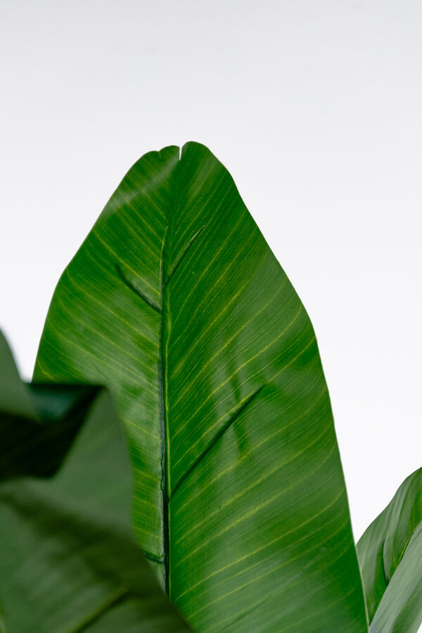 Planta Arum 120cm COLOR UNICO image number null