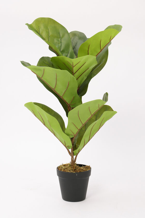 Planta Higuera 70cm COLOR UNICO image number null