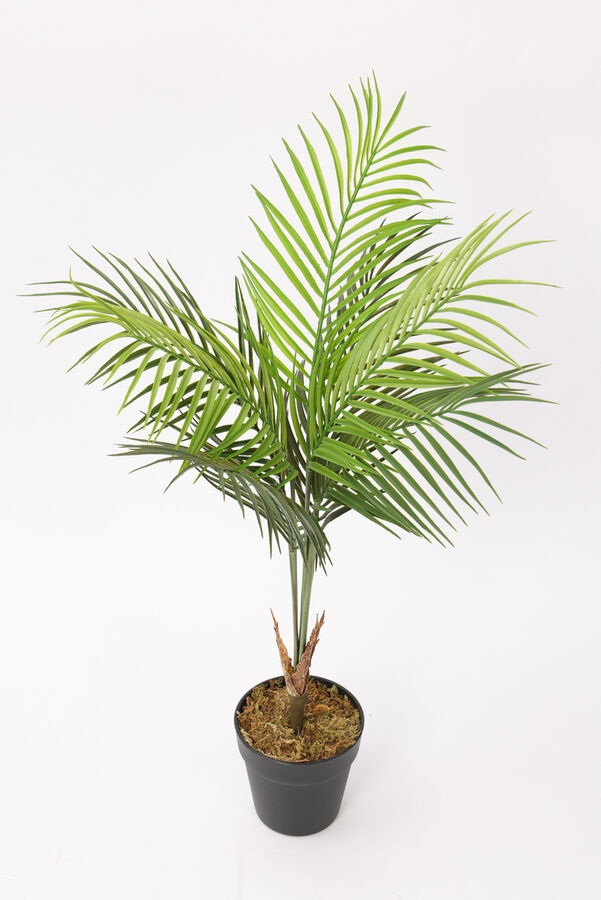 Planta Palmera Areca 80cm COLOR UNICO image number null