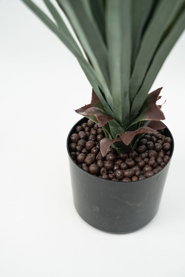 Planta Pitaya COLOR UNICO image number null