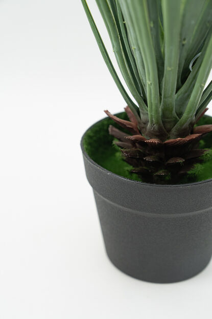 Planta Cintas COLOR UNICO image number null