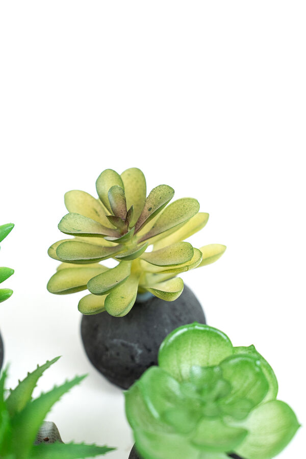 Planta Moa mini, mix COLOR UNICO image number null
