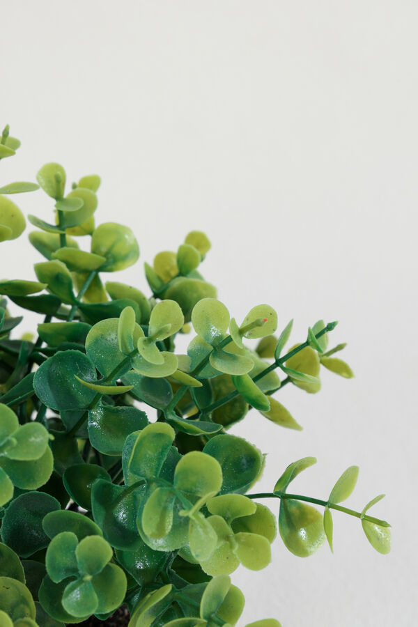 Planta Eucalipto 25cm COLOR UNICO image number null