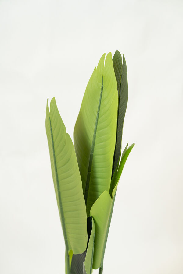 Planta Pl&aacute;tano COLOR UNICO image number null