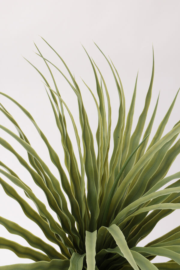 Planta Dracaena de Dragón 80cm COLOR UNICO image number null