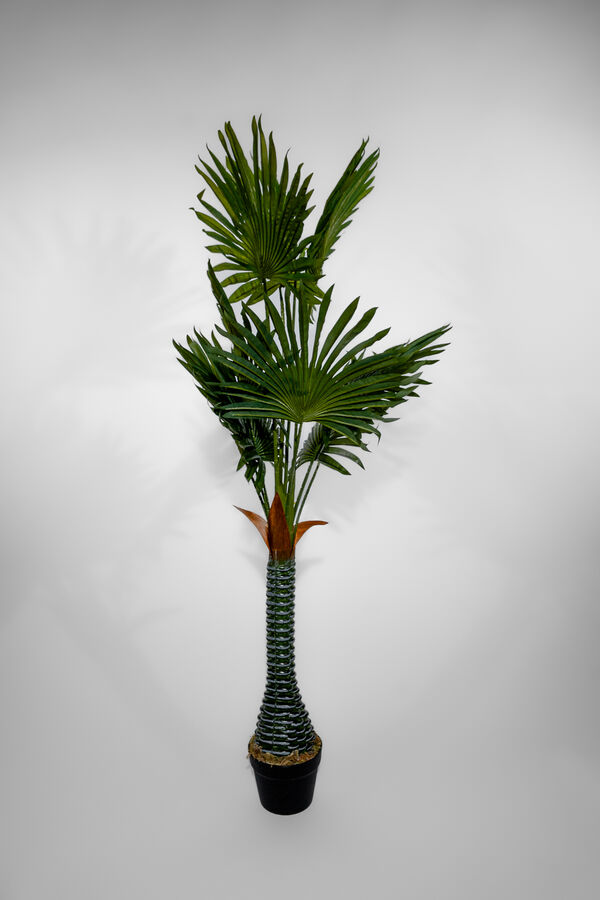 Planta Palmera Abanico 120cm COLOR UNICO image number null