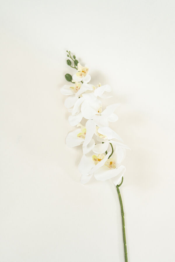 Flor Orqu&iacute;dea Phalaenopsis COLOR UNICO image number null