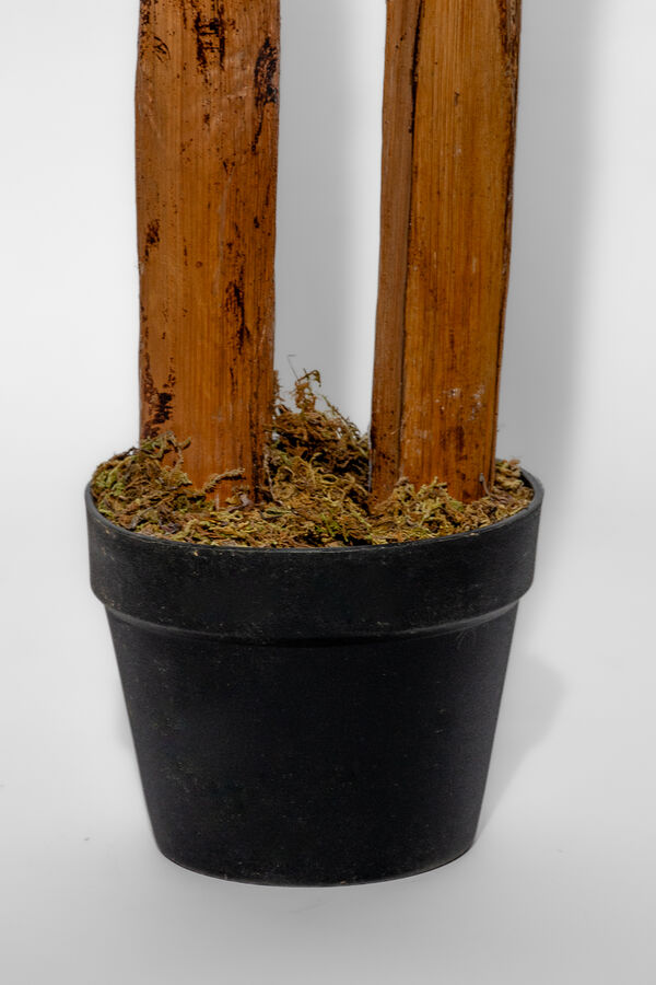 Planta Arum 150cm COLOR UNICO image number null