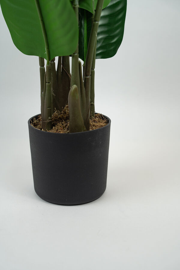 Planta Alocasia COLOR UNICO image number null