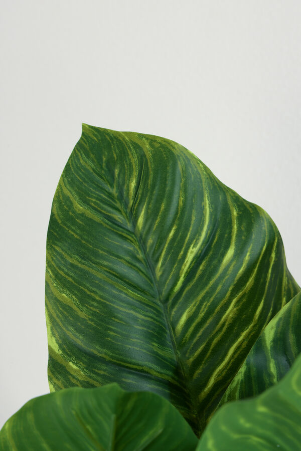 Planta Alocasia 40cm COLOR UNICO image number null