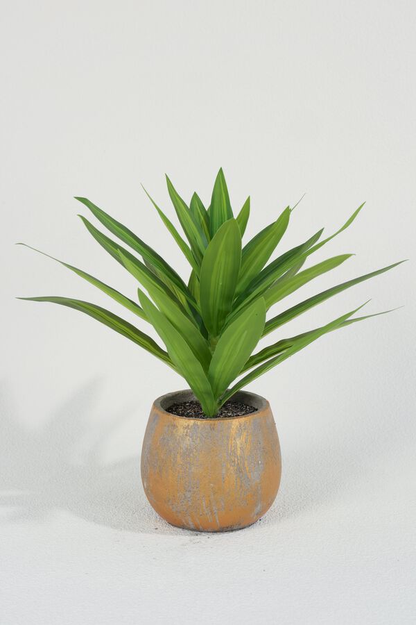 Planta Dracaena Fragrans 25cm COLOR UNICO image number null