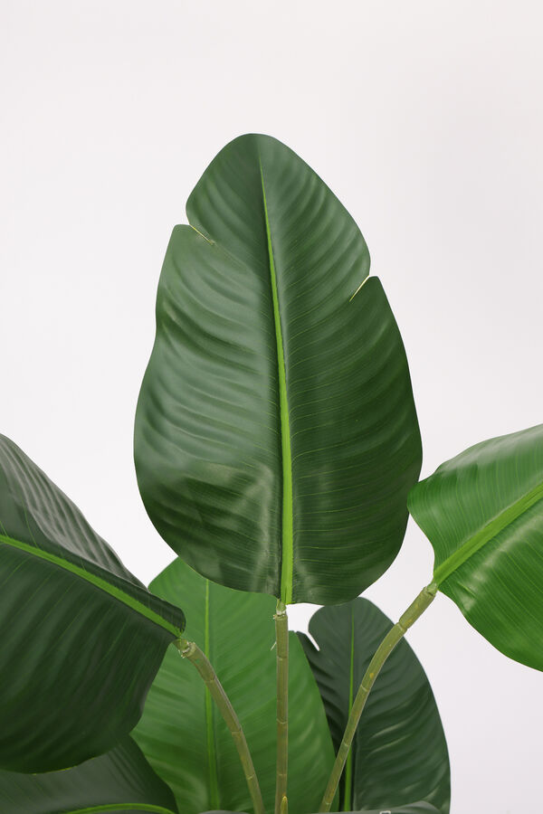 Planta Palma del Viajero 104cm COLOR UNICO image number null