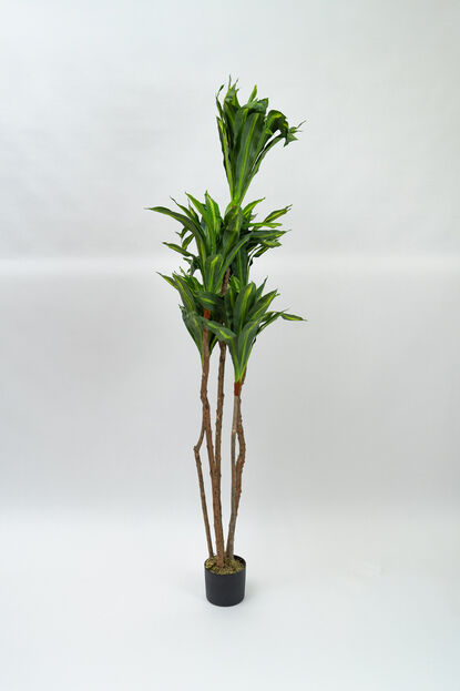 Planta Dracaena fragrans COLOR UNICO image number null