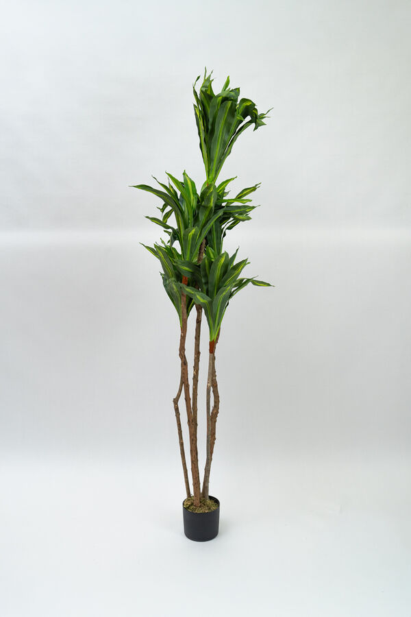 Planta Dracaena fragrans COLOR UNICO image number null