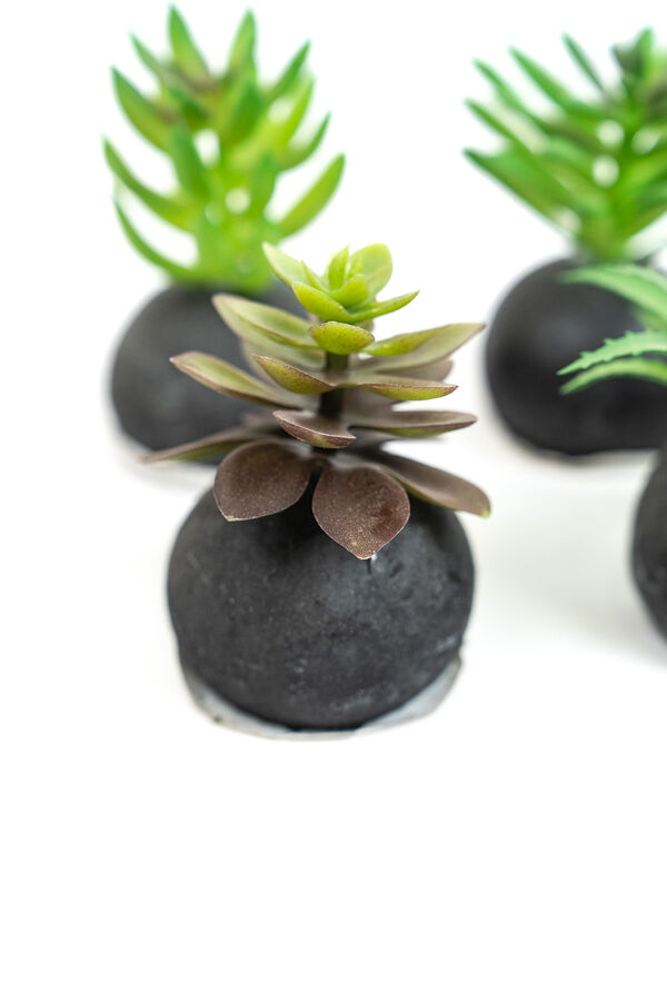 Planta Moa mini, mix COLOR UNICO image number null