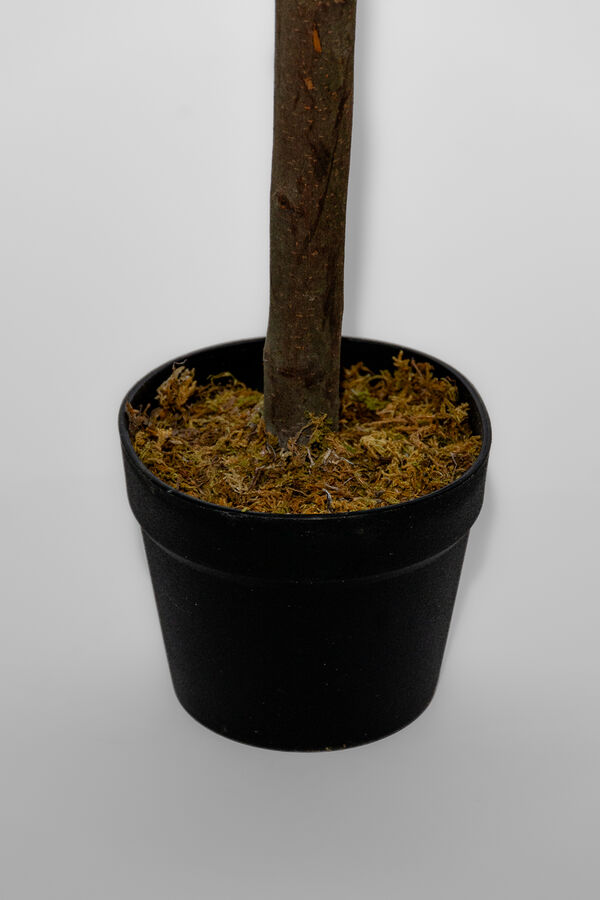 Planta Higuera 130cm COLOR UNICO image number null