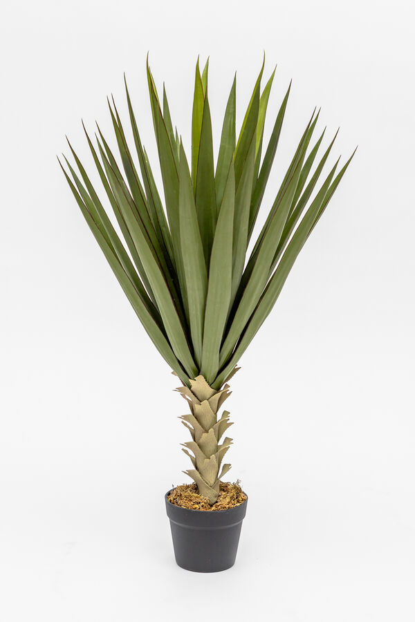 Planta Agave COLOR UNICO image number null