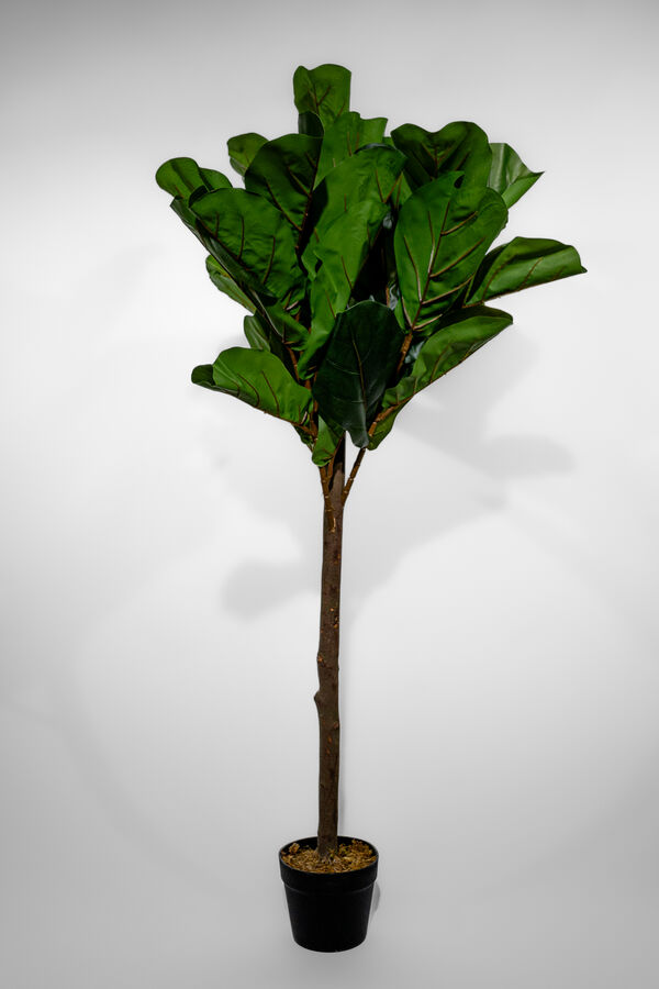 Planta Higuera 130cm COLOR UNICO image number null