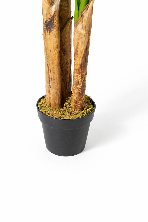 Planta BANANA TREE 180cm COLOR UNICO image number null