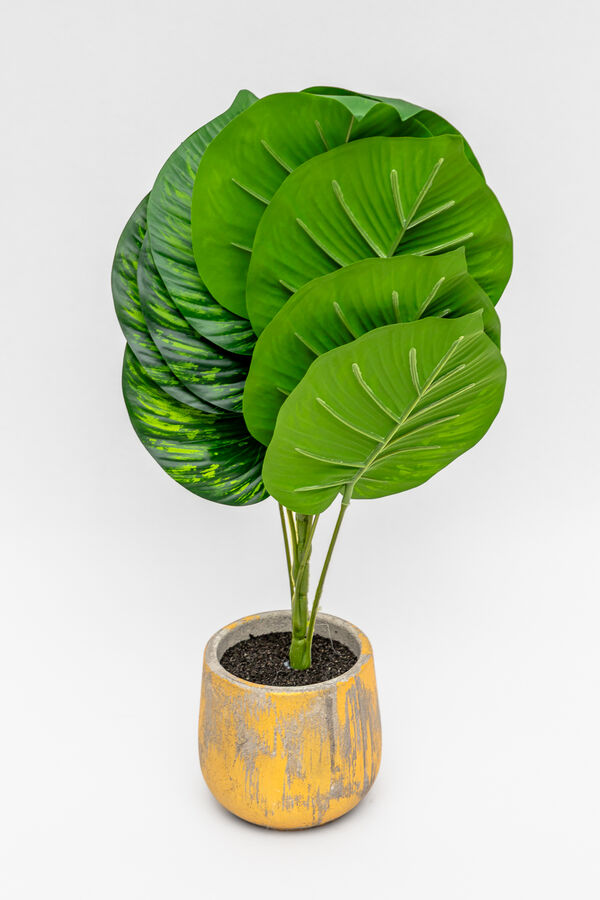 Planta Verdalia Mix COLOR UNICO image number null