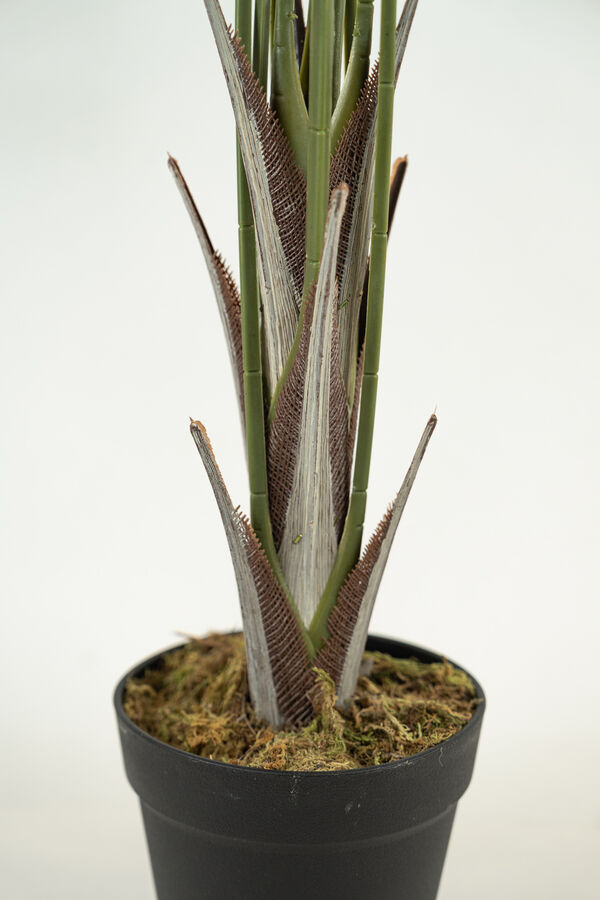 Planta palm100cm COLOR UNICO image number null