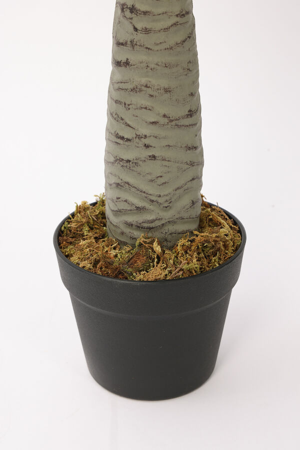 Planta Dracaena de Dragón 80cm COLOR UNICO image number null