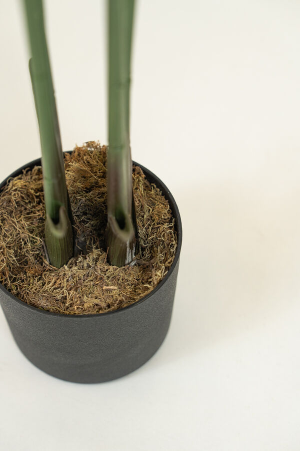 Planta Pl&aacute;tano COLOR UNICO image number null