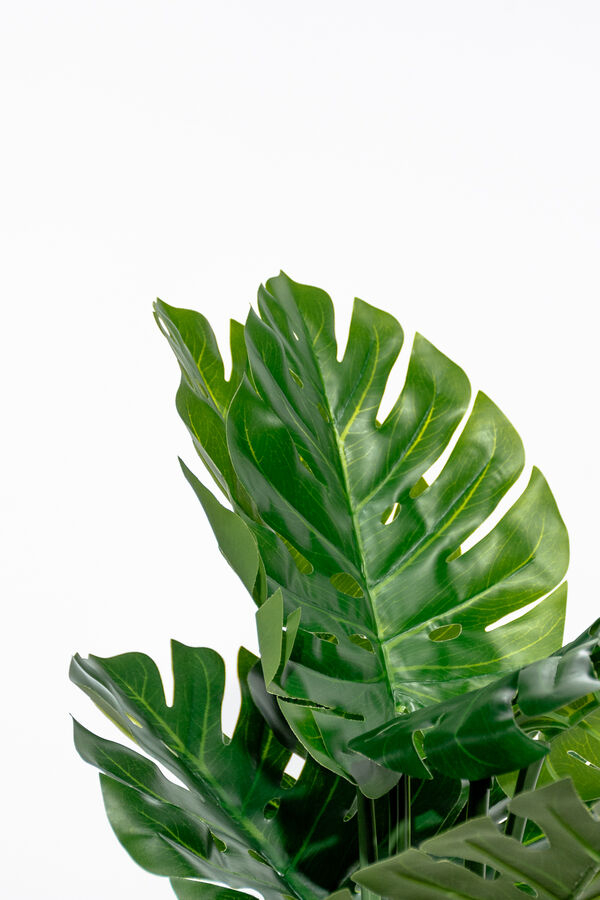 Planta Monstera 85cm COLOR UNICO image number null