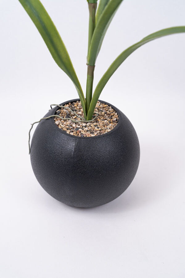 Planta Orqu&iacute;dea COLOR UNICO image number null