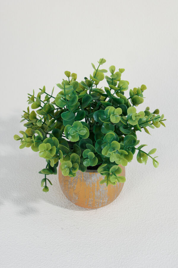 Planta Eucalipto 25cm COLOR UNICO image number null