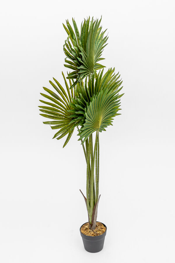 Planta Palmera China COLOR UNICO image number null