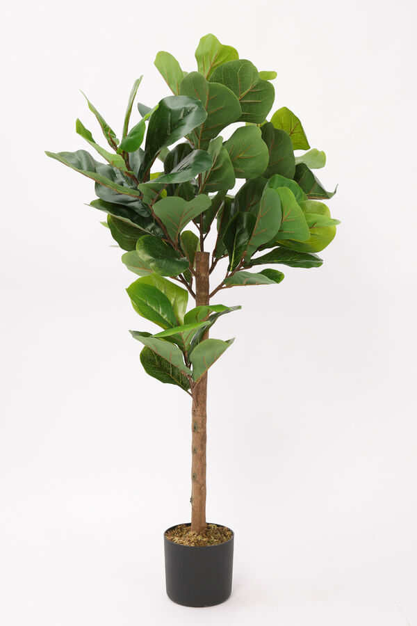 Planta Ficus Lira 110cm COLOR UNICO image number null