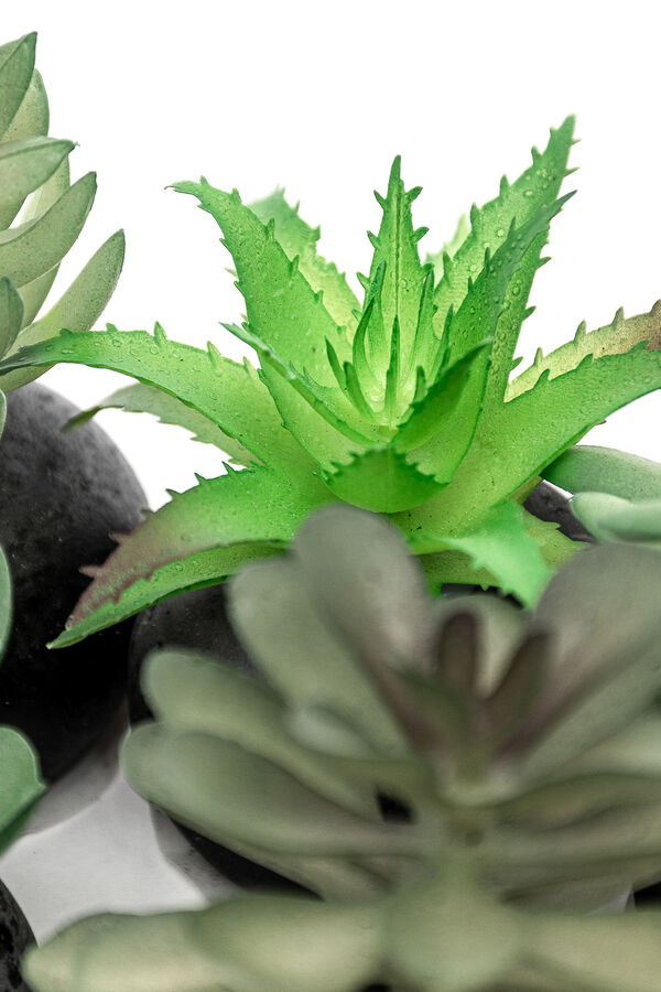 Planta Moa mini, mix COLOR UNICO image number null