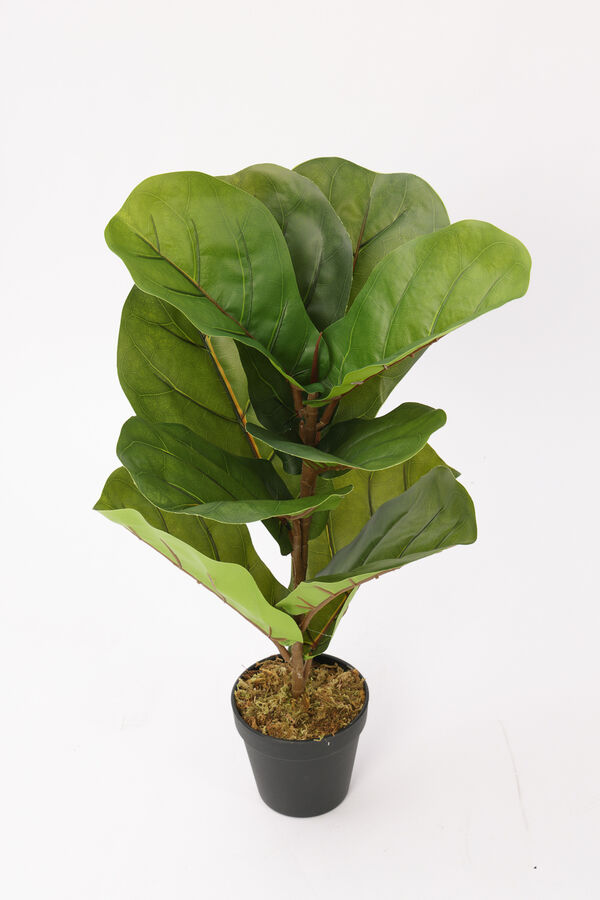 Planta Higuera 70cm COLOR UNICO image number null