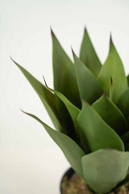 Planta YUCCA 35CM COLOR UNICO image number null