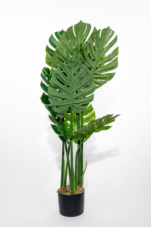 Planta Monstera Deliciosa 90cm COLOR UNICO image number null