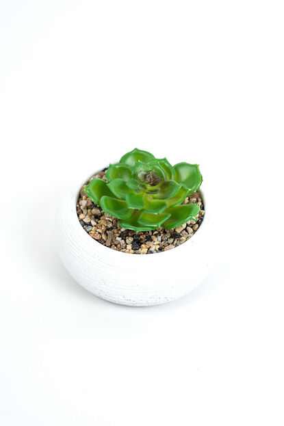 Planta Quovi GUSTO 1 image number null