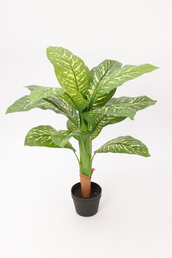 Planta Galatea 100cm COLOR UNICO image number null