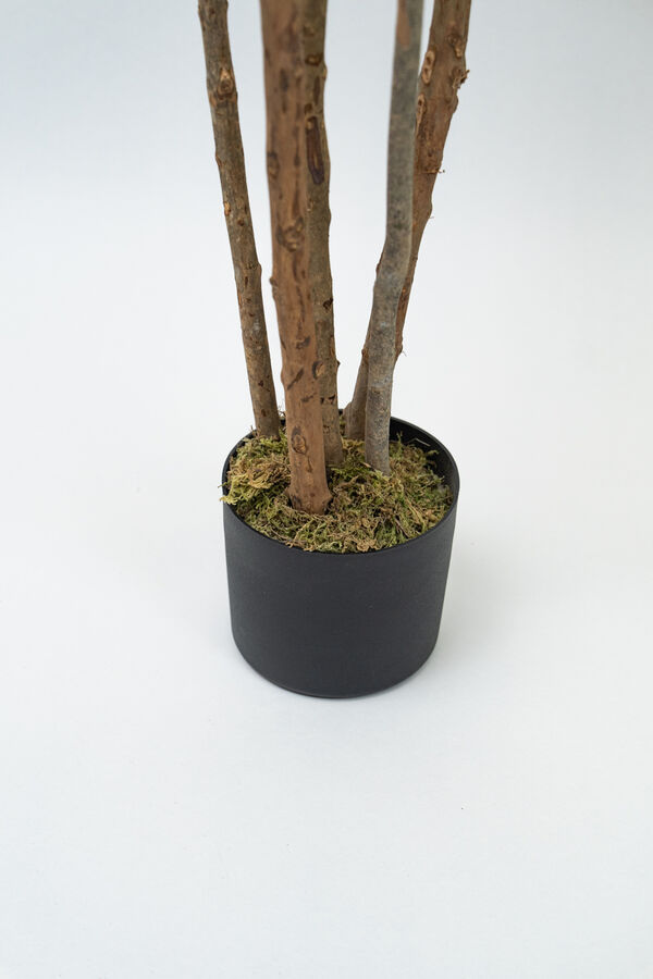 Planta Dracaena fragrans COLOR UNICO image number null