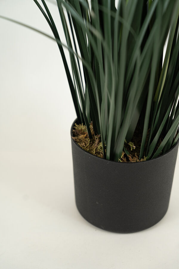 Planta GRASS VIOLET 95CM COLOR UNICO image number null