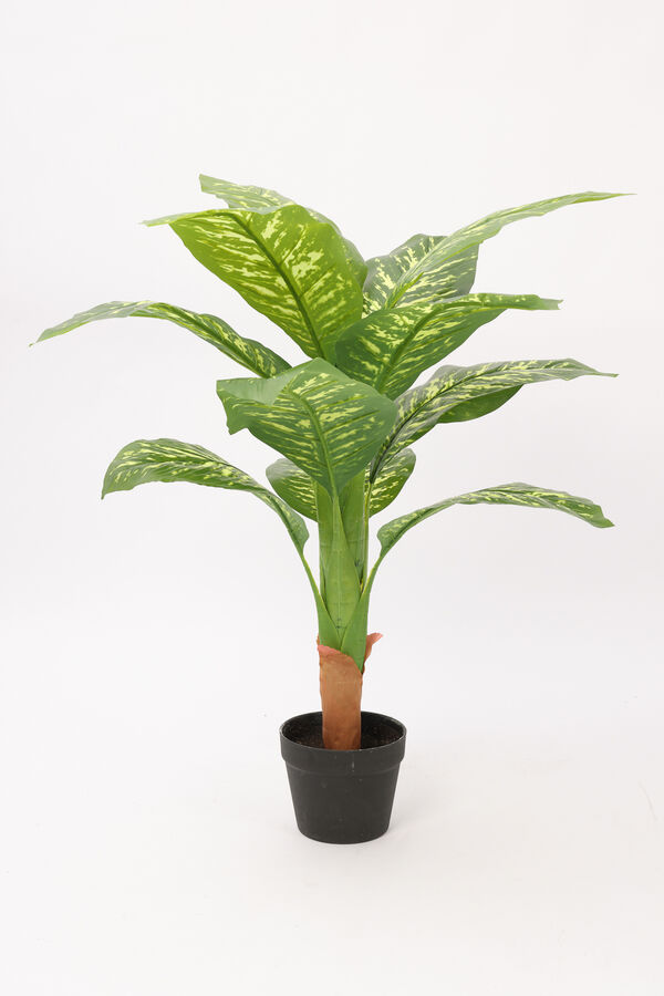 Planta Galatea 100cm COLOR UNICO image number null