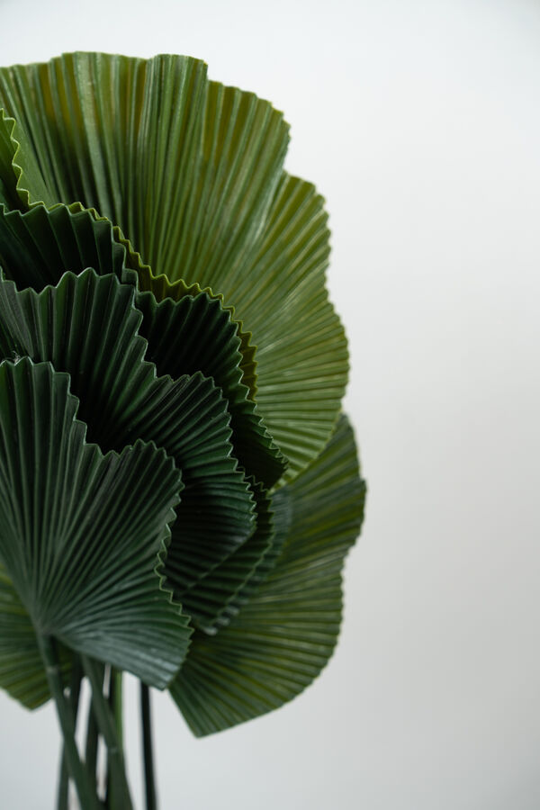 Planta Alocasia Gageana COLOR UNICO image number null