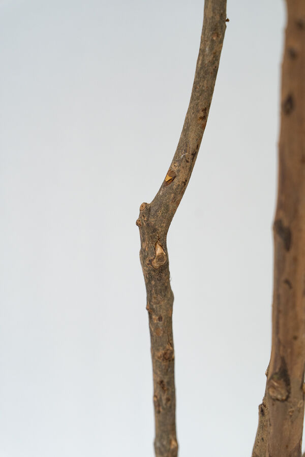 Planta Dracaena fragrans COLOR UNICO image number null