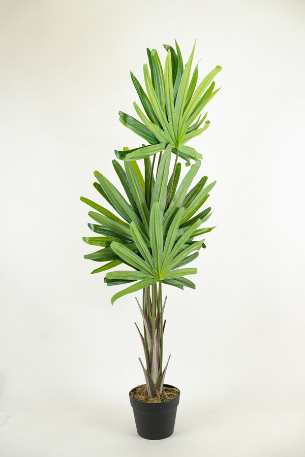 Planta palm100cm COLOR UNICO image number null