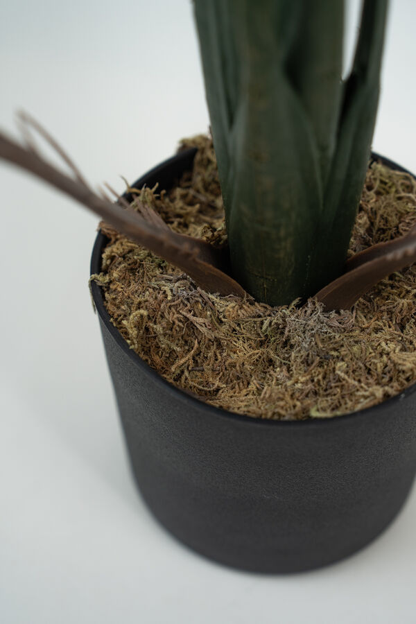 Planta Alocasia Gageana COLOR UNICO image number null