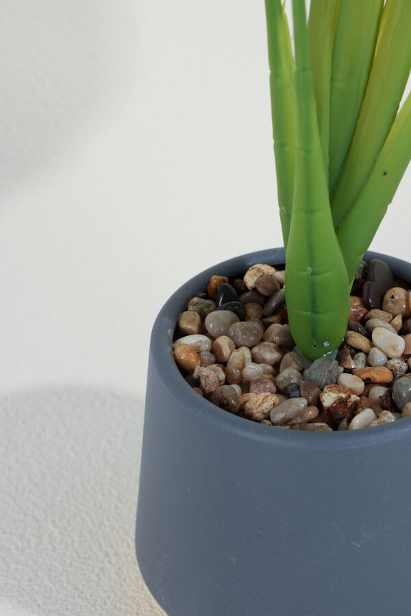 Planta Alocasia 40cm COLOR UNICO image number null